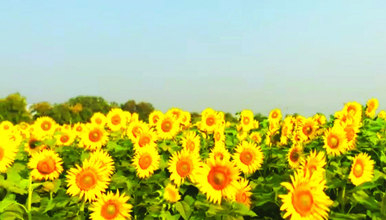cover-photo