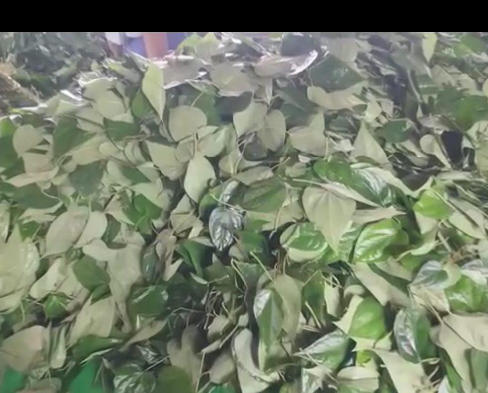 cover-photo