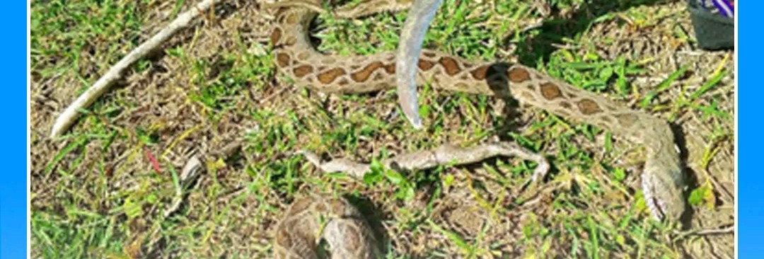 cover-photo