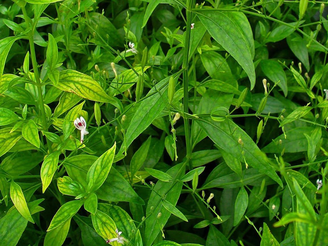 cover-photo