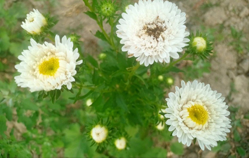 cover-photo