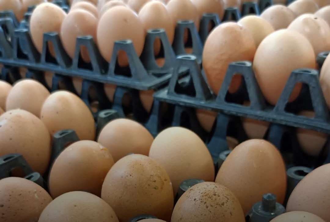 cover-photo